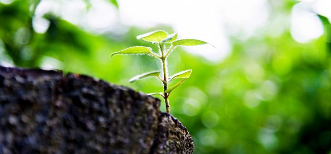 Poesía Ặntiviral – Poemas para la vida [Una acción poética urgente con motivo de la excepcional situación ocasionada por la pandemia del Covid – 19] – V – Al amanecer – Javier Omeñaca Labarta