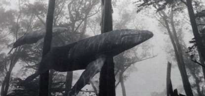 Flying Whale (2014): fuera del mundo – Infografías de Fernando Ramos Cordero – Sebastián Gámez Millán